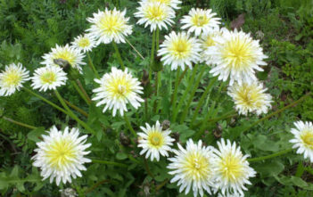 Taraxacum albidum – White Dandelion Taraxacum albidum - White Dandelion