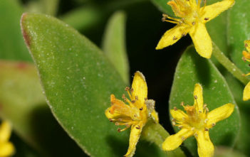 Tetragonia implexicoma – Bower Spinach Tetragonia implexicoma - Bower Spinach