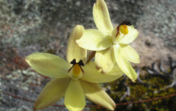 Thelymitra antennifera – Rabbit Eared Sun Orchid Thelymitra antennifera - Rabbit Eeared Sun Orchid