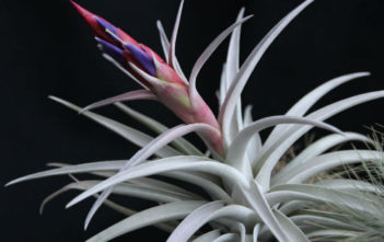 Tillandsia harrisii – Air Plant Tillandsia harrisii - Air Plant