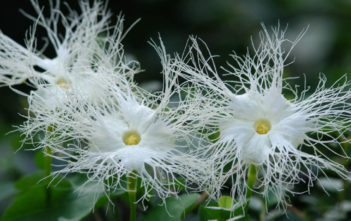 Trichosanthes kirilowii – Chinese Snake Gourd Trichosanthes kirilowii - Chinese Snake Gourd