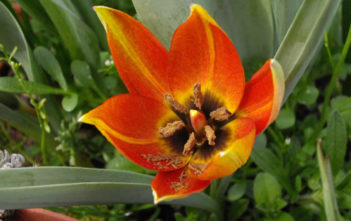 Tulipa orphanidea Tulipa orphanidea