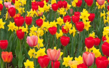 How to Mix Tulips with Daffodils Tulips with Daffodils