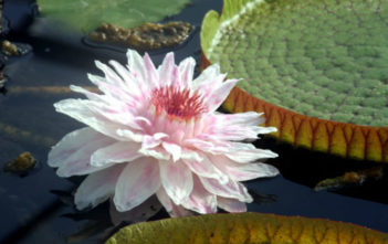 Victoria cruziana – Santa Cruz Water Lily Victoria cruziana - Santa Cruz Water Lily