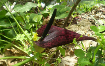 Arum dioscoridis Arum dioscoridis