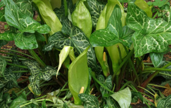 Arum italicum – Italian Arum Arum italicum - Italian Arum
