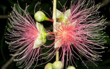 Barringtonia racemosa – Powderpuff Mangrove Barringtonia racemosa - Powderpuff Mangrove