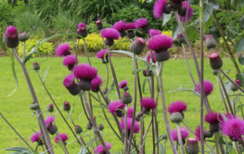 Cirsium rivulare ‘Trevor’s Blue Wonder’ – Plume Thistle Cirsium rivulare 'Trevor's Blue Wonder' - Plume Thistle