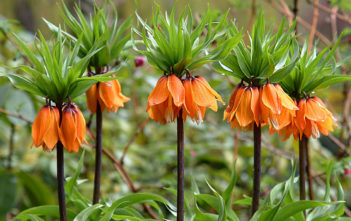 Fritillaria imperialis ‘Aurora’ – Crown Imperial Fritillaria imperialis 'Aurora' - Crown Imperial