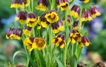 Fritillaria michailovskyi – Michael’s Flower Fritillaria michailovskyi - Michael's Flower