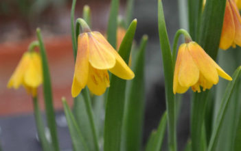 Fritillaria pudica – Yellow Fritillary Fritillaria pudica - Yellow Fritillary