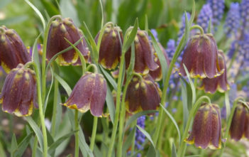 Fritillaria pyrenaica – Pyrenean Fritillary Fritillaria pyrenaica - Pyrenean Fritillary