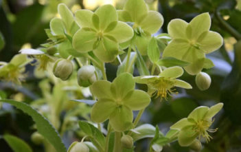 Helleborus lividus subsp. corsicus – Corsican Hellebore Helleborus lividus subsp. corsicus - Corsican Hellebore