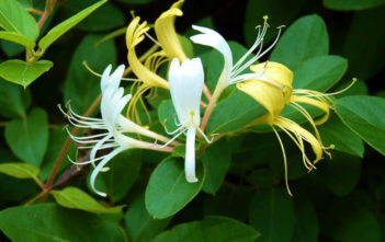 Lonicera japonica – Japanese Honeysuckle Lonicera japonica - Japanese Honeysuckle