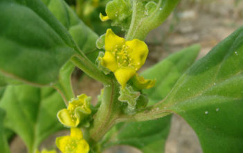 Tetragonia tetragonioides – New Zealand Spinach Tetragonia tetragonioides - New Zealand Spinach