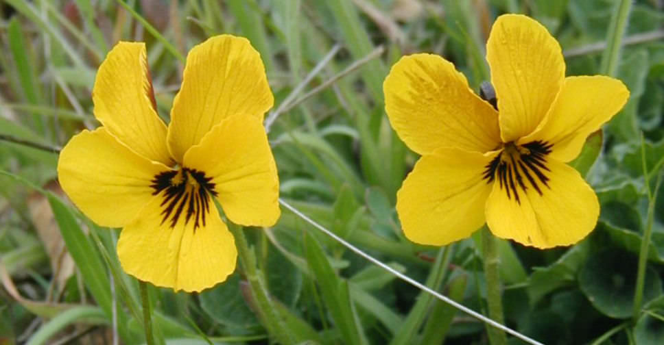 Viola pedunculata California Golden Violet World of Flowering Plants