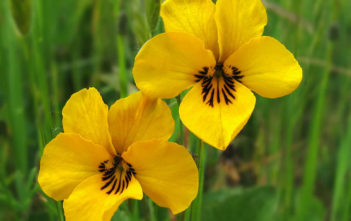 Viola pedunculata – California Golden Violet Viola pedunculata - California Golden Violet