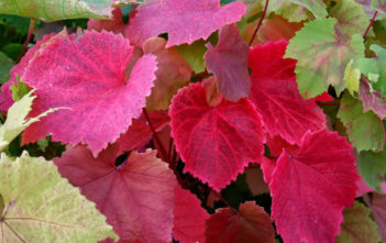 Vitis coignetiae – Crimson Glory Vine Vitis coignetiae - Crimson Glory Vine