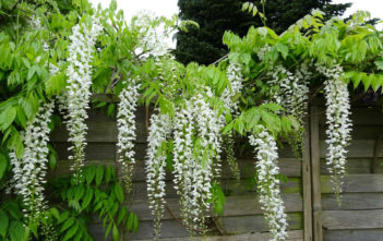 Wisteria sinensis ‘Alba’ – Chinese Wisteria Wisteria sinensis 'Alba' - Chinese Wisteria