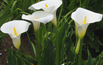 Zantedeschia aethiopica – Arum Lily Zantedeschia aethiopica - Arum Lily