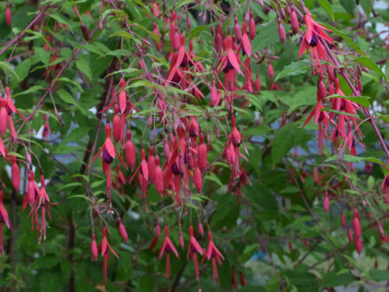 Fuchsia magellanica (Hardy Fuchsia)