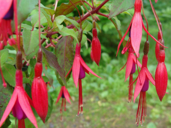 Fuchsia magellanica (Hardy Fuchsia) World of Flowering Plants