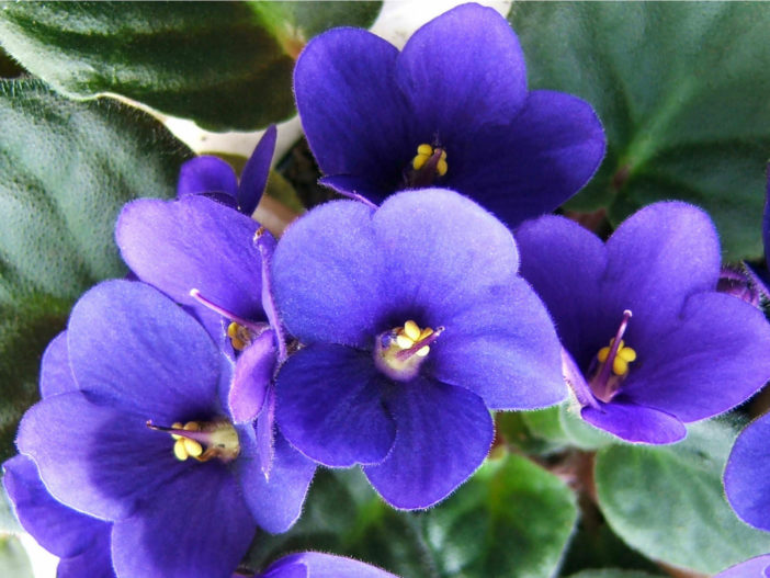 Saintpaulia ionantha (African Violet) - World of Flowering Plants