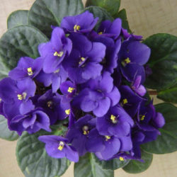 Saintpaulia ionantha (African Violet) - World of Flowering Plants