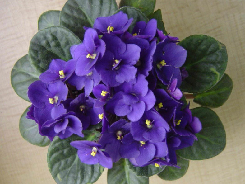 Saintpaulia ionantha (African Violet) aka Streptocarpus ionanthus