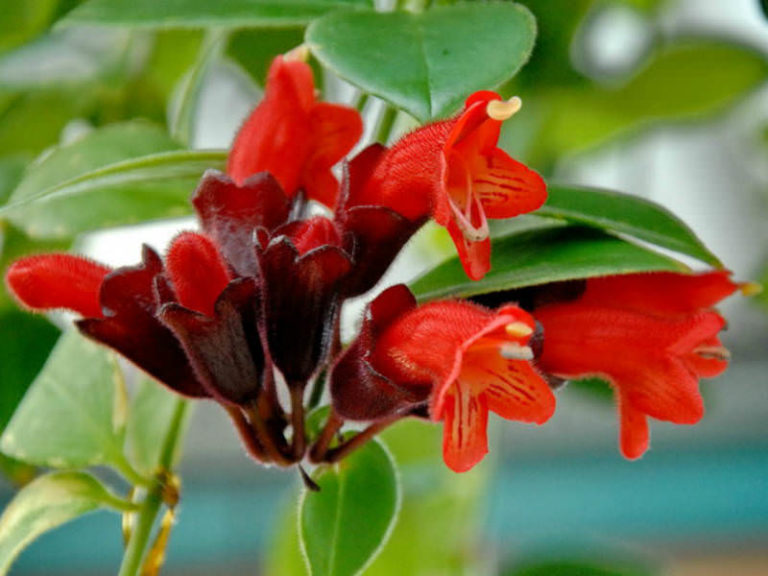 Aeschynanthus radicans (Lipstick Plant) World of Flowering Plants