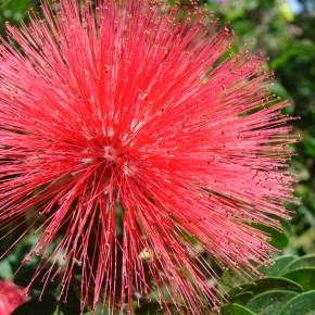 Calliandra haematocephala - Red Powder Puff, Powder Puff Tree | World ...