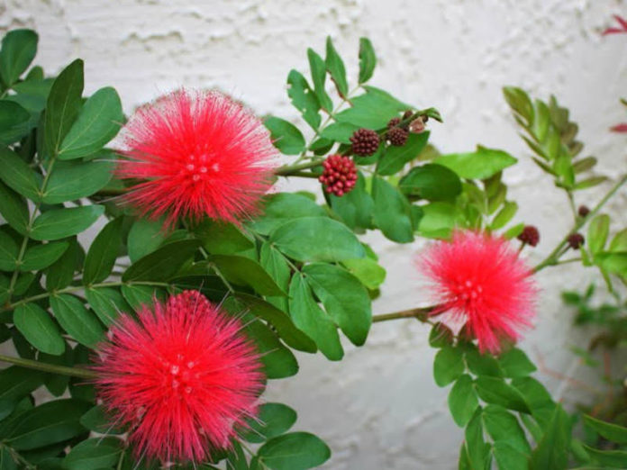 Calliandra haematocephala (Red Powder Puff) World of Flowering Plants