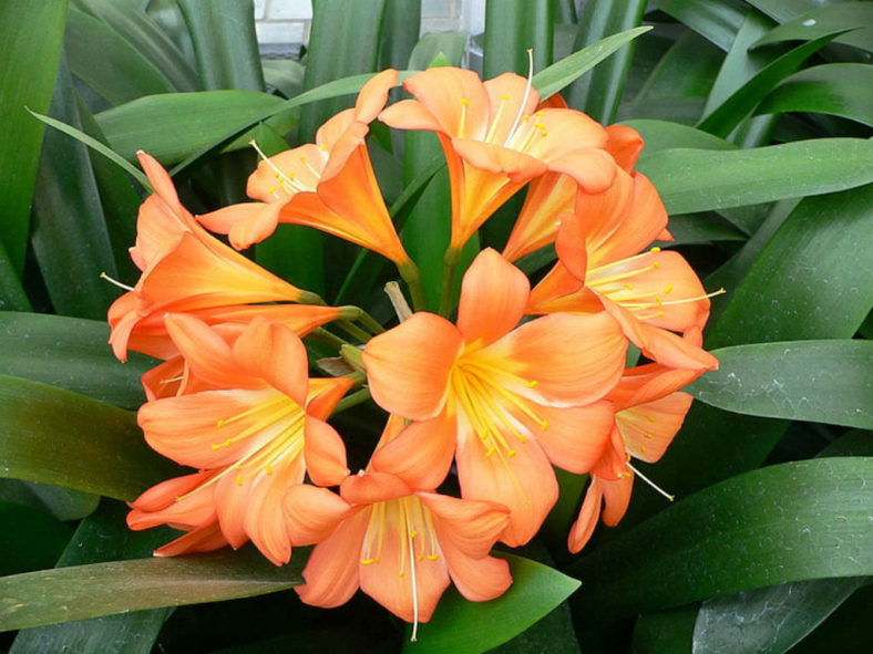 Clivia miniata - Kaffir Lily