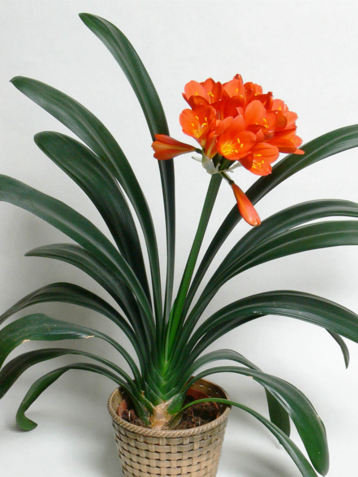 Clivia miniata - Kaffir Lily, Orange Clivia | World of Flowering Plants