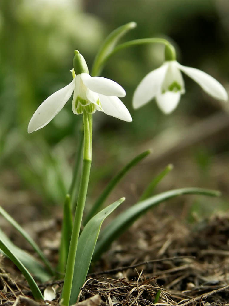 galanthus nivalis common snowdrop plants flowering flower hope plant worldoffloweringplants flowers genus