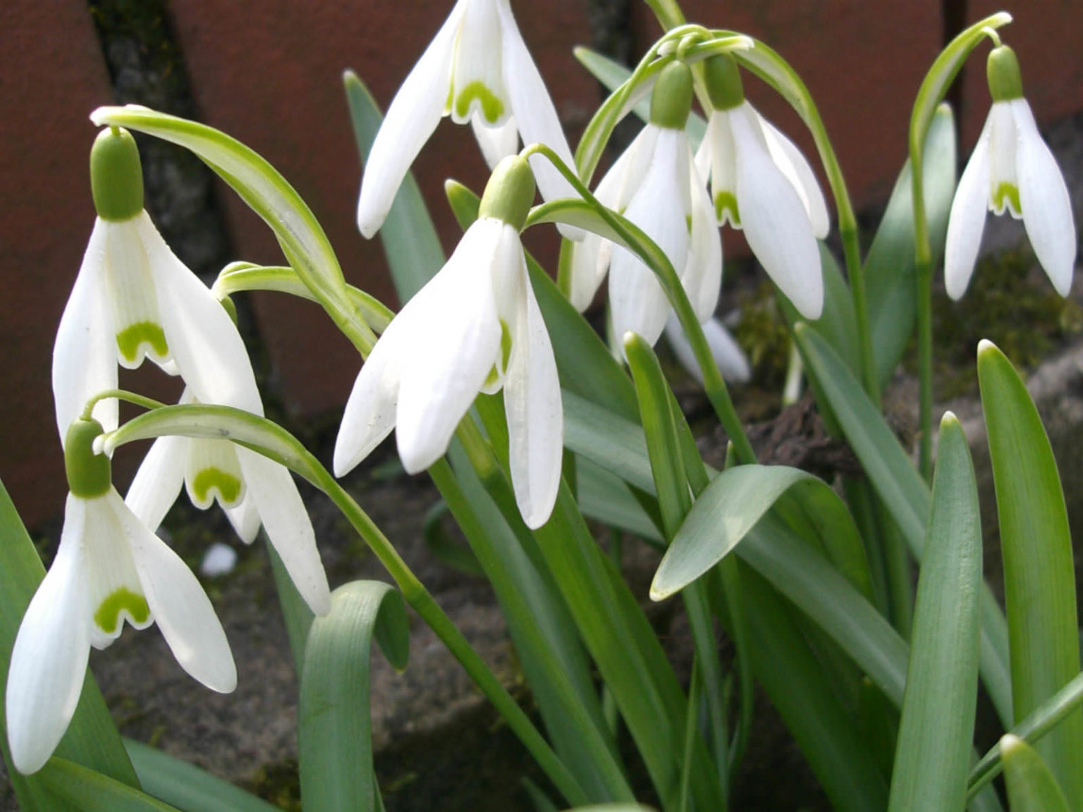 Galanthus nivalis (Common Snowdrop) - World of Flowering Plants