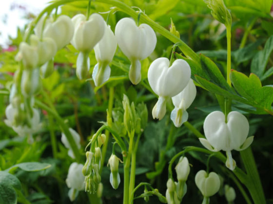 Lamprocapnos spectabilis 'Alba' (White Bleeding Heart) - World of ...