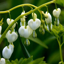 Lamprocapnos spectabilis 'Alba' (White Bleeding Heart) - World of ...