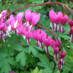 Lamprocapnos spectabilis (Bleeding Heart) - World of Flowering Plants