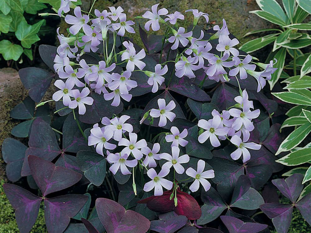 Oxalis triangularis (False Shamrock) World of Flowering