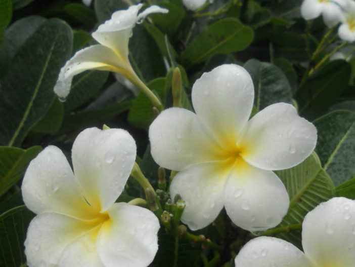 Plumeria obtusa