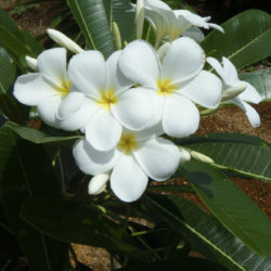 Plumeria obtusa (Singapore Graveyard Flower) - World of Flowering Plants