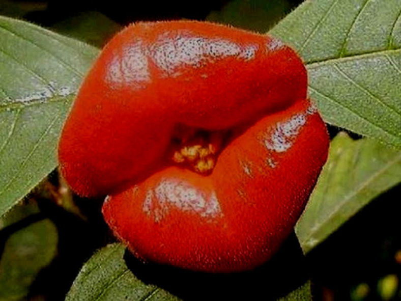 Psychotria elata - Hot Lips
