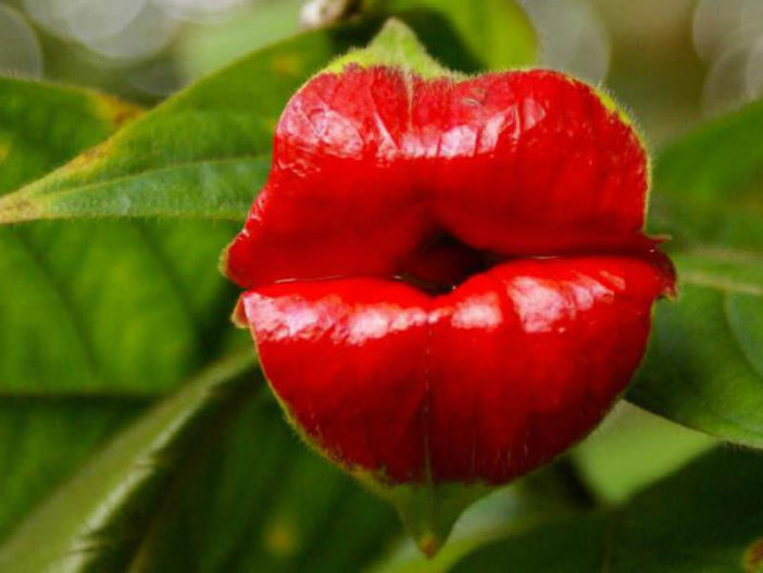 Psychotria elata - Hot Lips