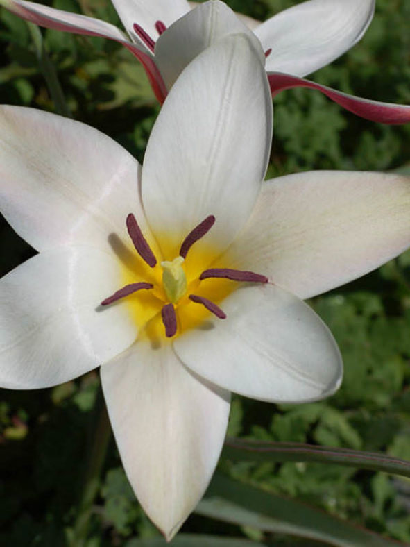 Tulipa clusiana - Lady Tulip