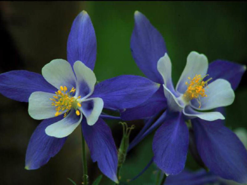 Aquilegia coerulea (Colorado Blue Columbine)