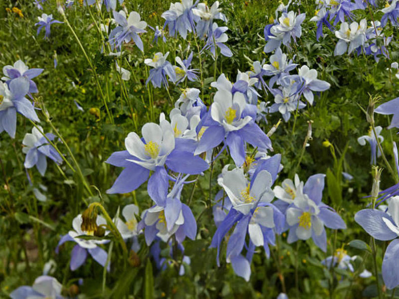 Aquilegia coerulea (Colorado Blue Columbine)