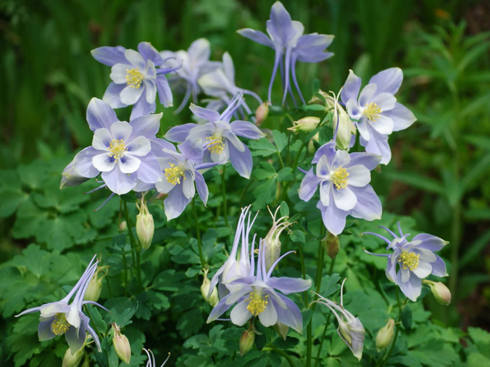 Aquilegia Coerulea Colorado Blue Columbine World Of Flowering Plants