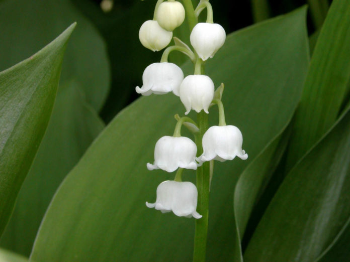 Convallaria majalis (Lily of the Valley) - World of Flowering Plants