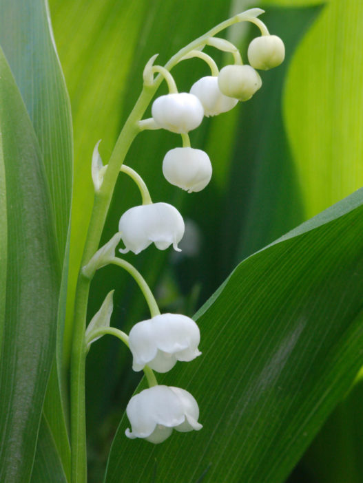 Convallaria majalis (Lily of the Valley) - World of Flowering Plants